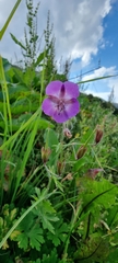 Geranium phaeum