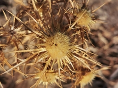 Carlina corymbosa