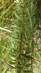 Syncolostemon