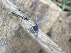 Nogodinidae