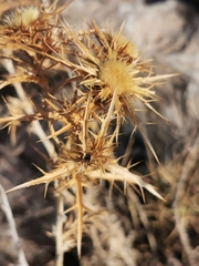 Carlina corymbosa
