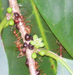 Oecophylla longinoda