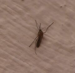 Culicinae