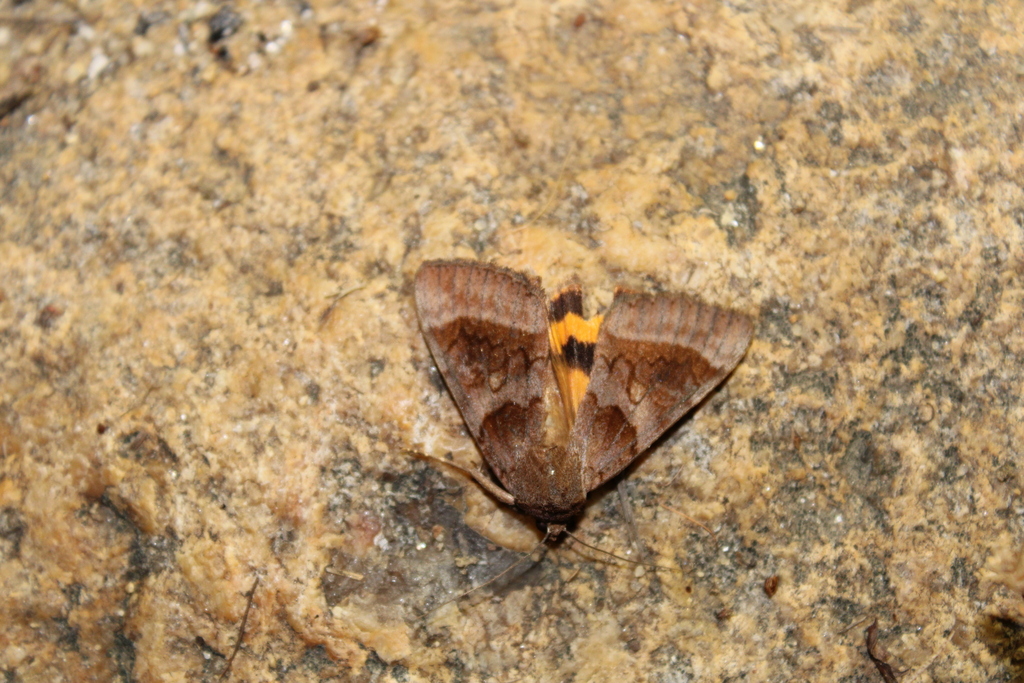 Bay Underwing