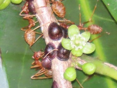 Oecophylla longinoda