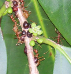 Oecophylla longinoda