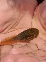 Leptodactylus vastus