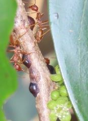 Oecophylla longinoda