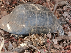 Testudo marginata