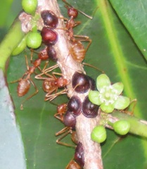Oecophylla longinoda