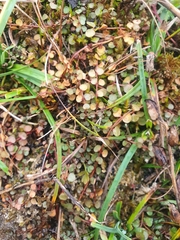 Lysimachia tenella