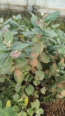 Calotropis gigantea