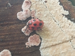 Endomychus coccineus