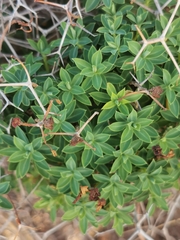 Euphorbia acanthothamnos