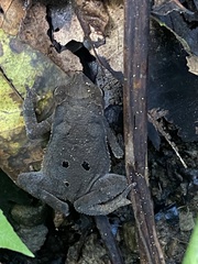 Rhinella alata