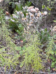 Vernonia lindheimeri