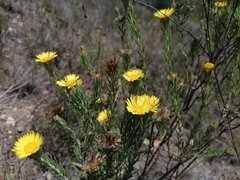 Oedera calycina
