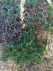 Euphorbia acanthothamnos