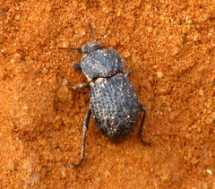 Tenebrioninae