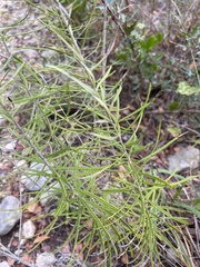 Vernonia lindheimeri