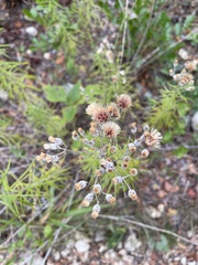 Vernonia lindheimeri