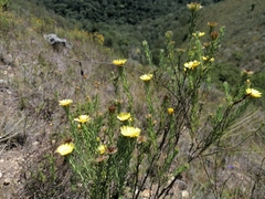 Oedera calycina