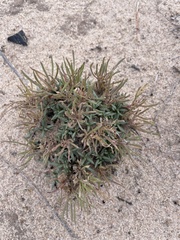 Phemeranthus confertiflorus