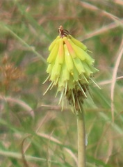 Kniphofia