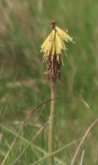 Kniphofia