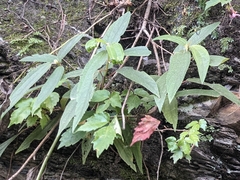 Boehmeria densiflora