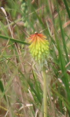Kniphofia