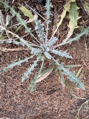 Mentzelia multiflora