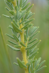 Syncolostemon