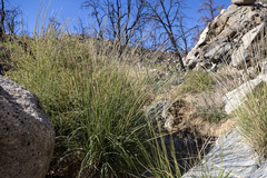 Muhlenbergia rigens
