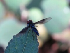 Ocyptamus dimidiatus