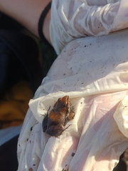 Physalaemus albonotatus