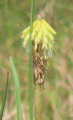 Kniphofia