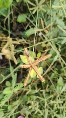 Dactyloctenium aegyptium