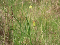 Kniphofia