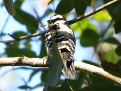 Dryobates pubescens pubescens