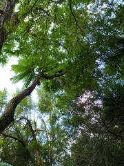Penelope obscura