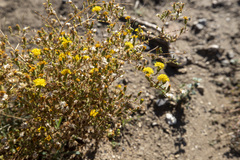 Lessingia glandulifera