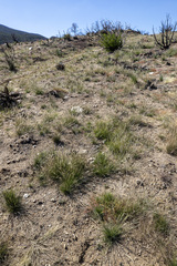 Aristida adscensionis