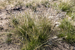 Aristida adscensionis