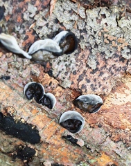 Auricularia auricula-judae