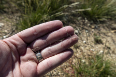 Aristida adscensionis