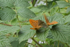Argynnis paphia