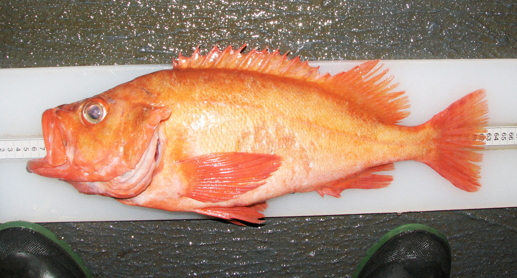 Golden Redfish from Newfoundland and Labrador, Canada on August 5, 2006 ...