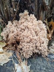 Artomyces microsporus