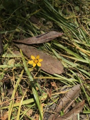 Sisyrinchium graminifolium